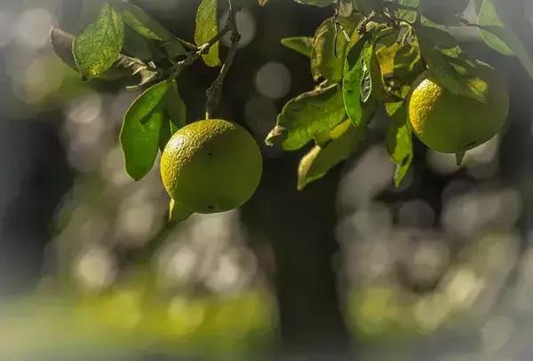 西班牙的橄榄油和瑞士橄榄油,西班牙进口橄榄油有哪些种类
