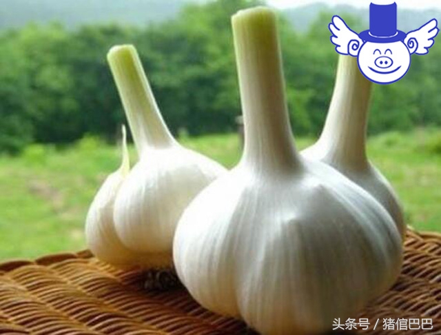 猪生病了吃什么草药好呢,猪吃点什么药可以预防疾病