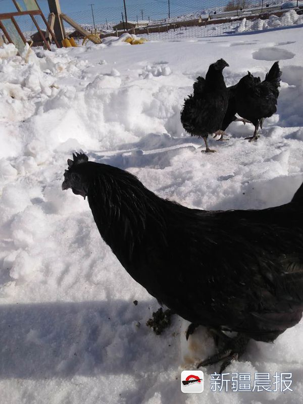 真正的黑鸡多少钱一只,富蕴黑鸡视频大全