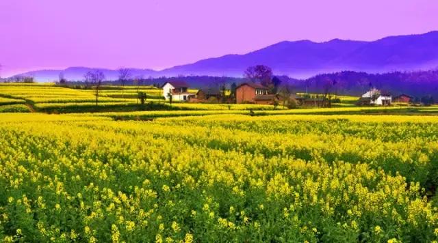 2018汉中油菜花旅游攻略,2024汉中油菜花自驾游攻略