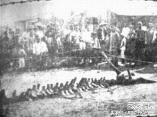 龙存在的证据大全,古代龙真实存在吗