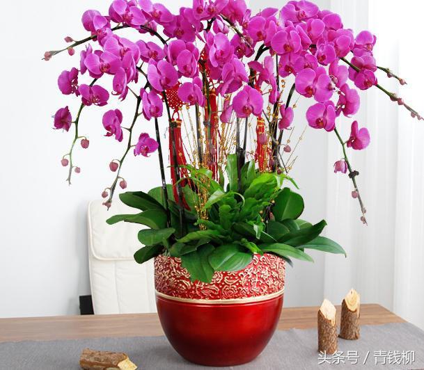 适合广东种植的花卉,怎样种植花卉视频