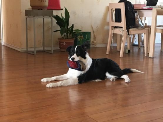 狗狗脓皮病用什么药,狗狗得了脓皮症怎么缓解它的痒