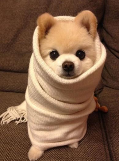 公狗绝育的好处和坏处广告,公狗狗绝育有什么好处和坏处