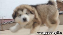 喵：天下武功，唯快不破