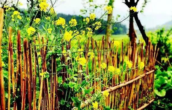 2018汉中油菜花旅游攻略,2024汉中油菜花自驾游攻略