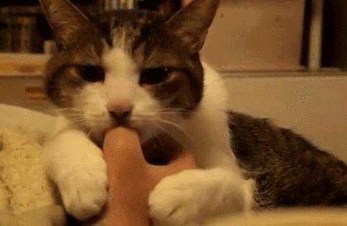 粗大事啦！铲屎界变天啦！