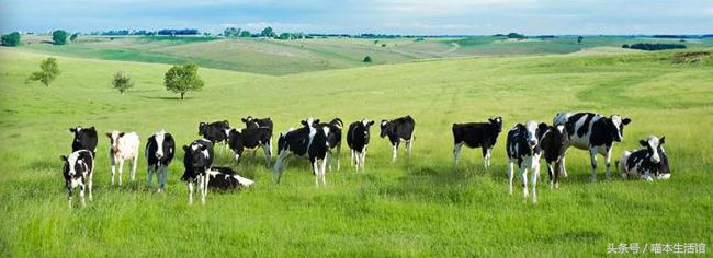 澳洲本土最火的婴儿奶粉,澳洲本地人喜欢喝的奶粉