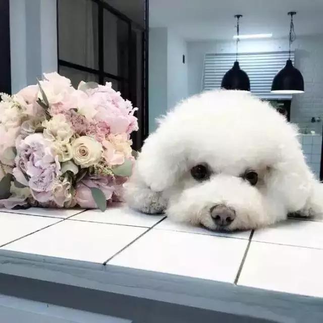 比熊犬被弃养,因伤心而自杀,太可怜了