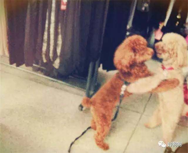 一只贵宾狗,一只贵宾犬