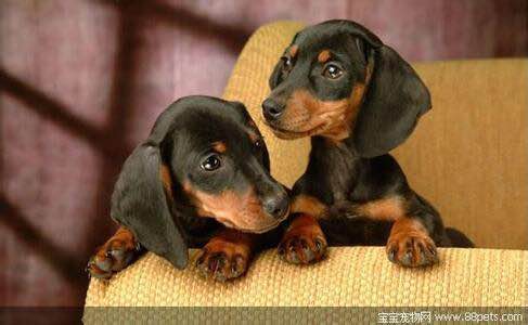 普遍的狗狗品种大全及图片,所有狗狗品种集合大全