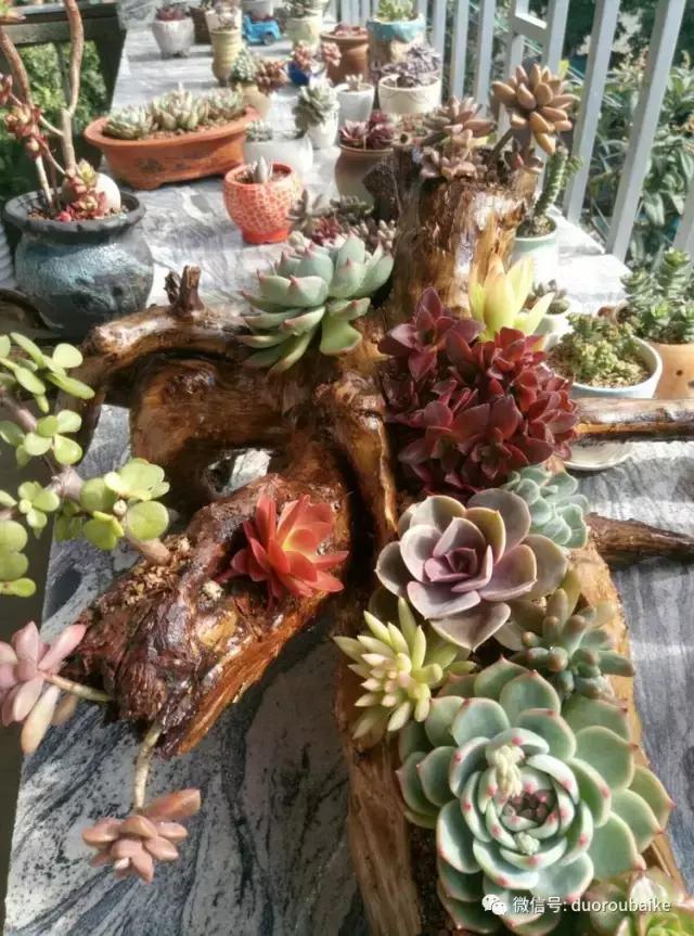 春天的多肉带给枯木新的生机，于是它们相爱了！
