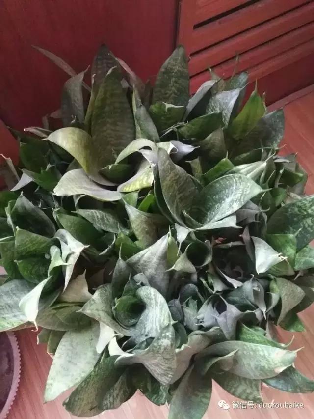 养了20年的多肉植物,老肉友多肉植物