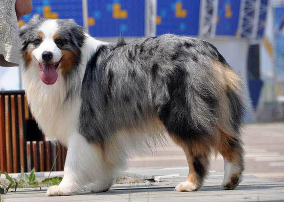 普遍的狗狗品种大全及图片,所有狗狗品种集合大全