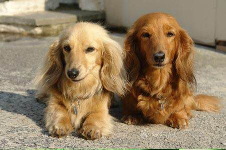 普遍的狗狗品种大全及图片,所有狗狗品种集合大全