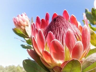 走进彩虹之国感受南非独特之美,彩虹之国南非