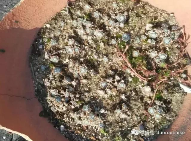 甯﹂潚鑻旂殑澶氳倝,澶氳倝闈掕嫈鍩瑰吇