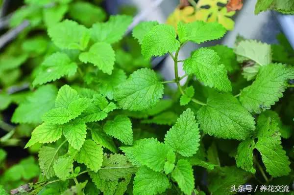 阳台用砖头砌菜园怎样规划好,新手阳台种菜的小技巧