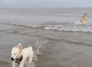 左拥巴萨右抱多特——足球狗单身狗过情人节（欧冠）的正确方式