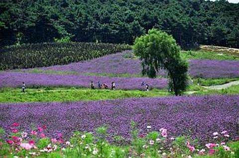 沈阳紫烟薰衣草庄园怎么样,沈阳紫烟薰衣草庄园招聘