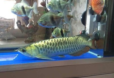 龙鱼为什么每天早上都要趴缸,龙鱼趴缸和蒙眼最好最快的办法