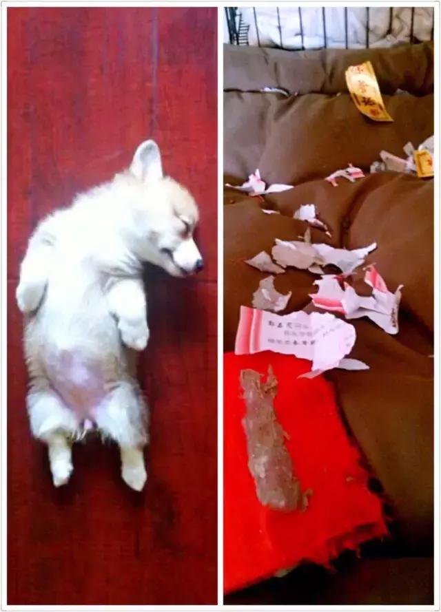 长沙人爱养什么品种的鸟,长沙人为什么喜欢养乌龟