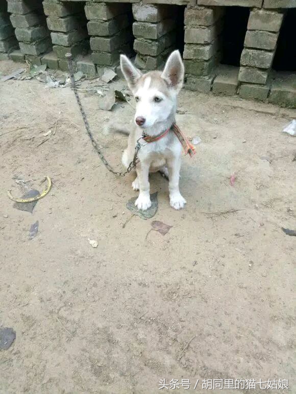 无聊买了一条哈士奇感觉好傻,哈士奇为什么这么像驴呢