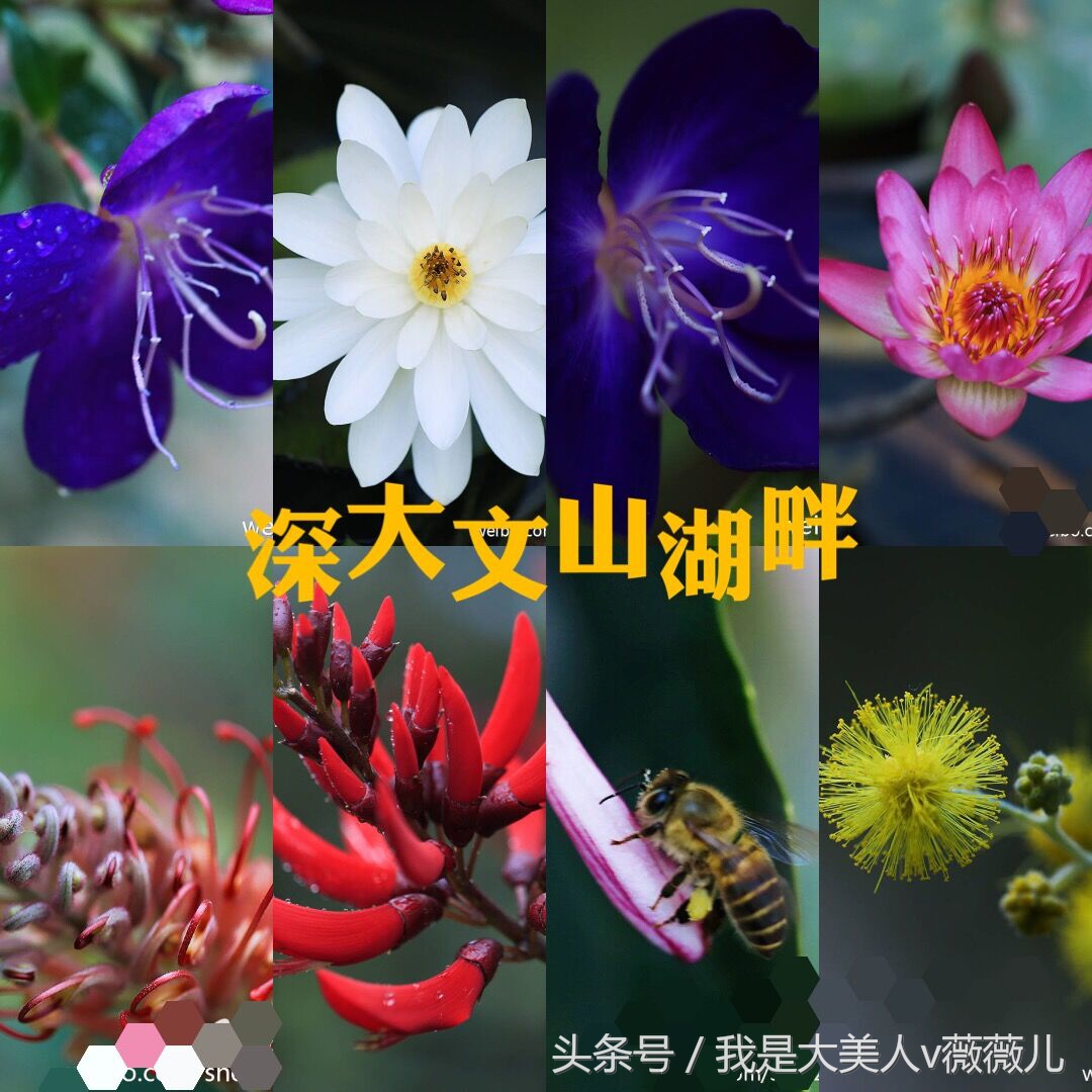 白浅姑姑全部视频,白浅姑姑霸气回归全集