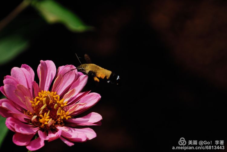 微距镜头下的昆虫视角,微距下的昆虫摄影