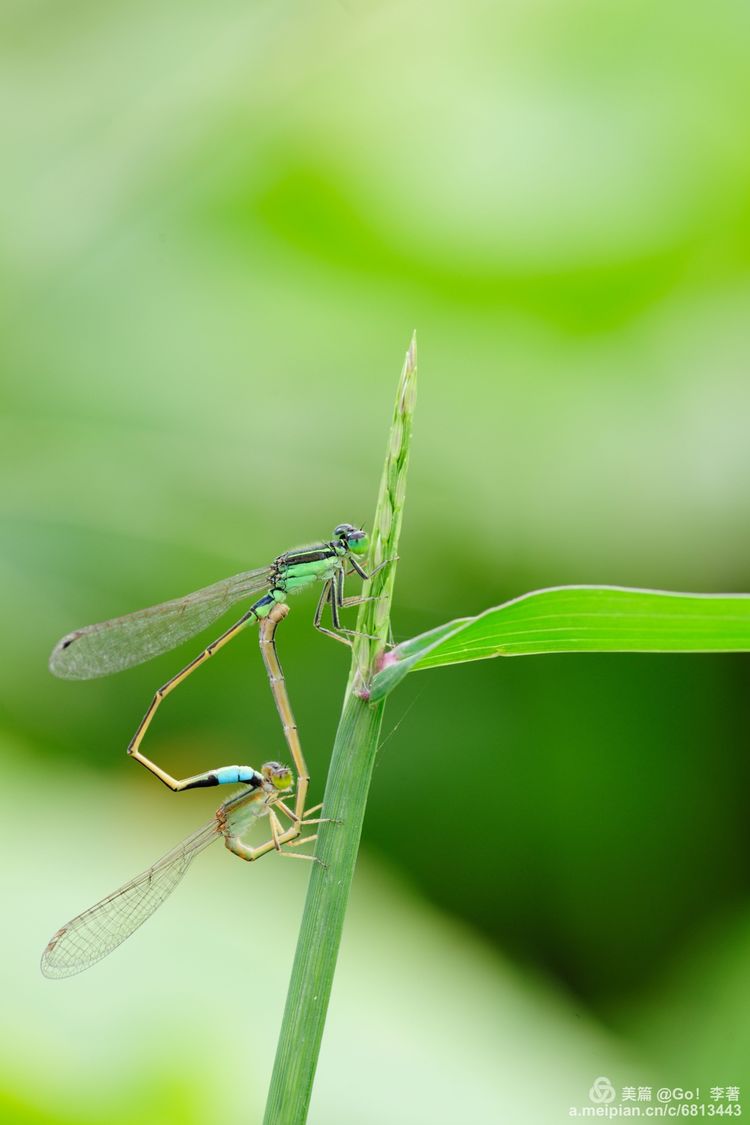 微距镜头下的昆虫视角,微距下的昆虫摄影