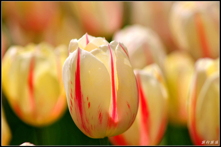 郁金香花卉摆放,郁金香花卉基地