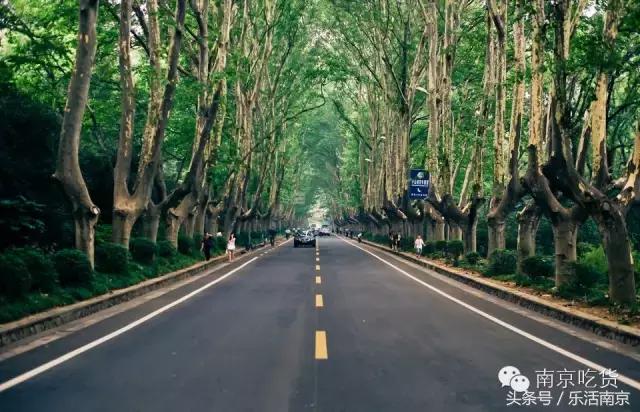 南京踏青赏梅乐享春光,赏梅园