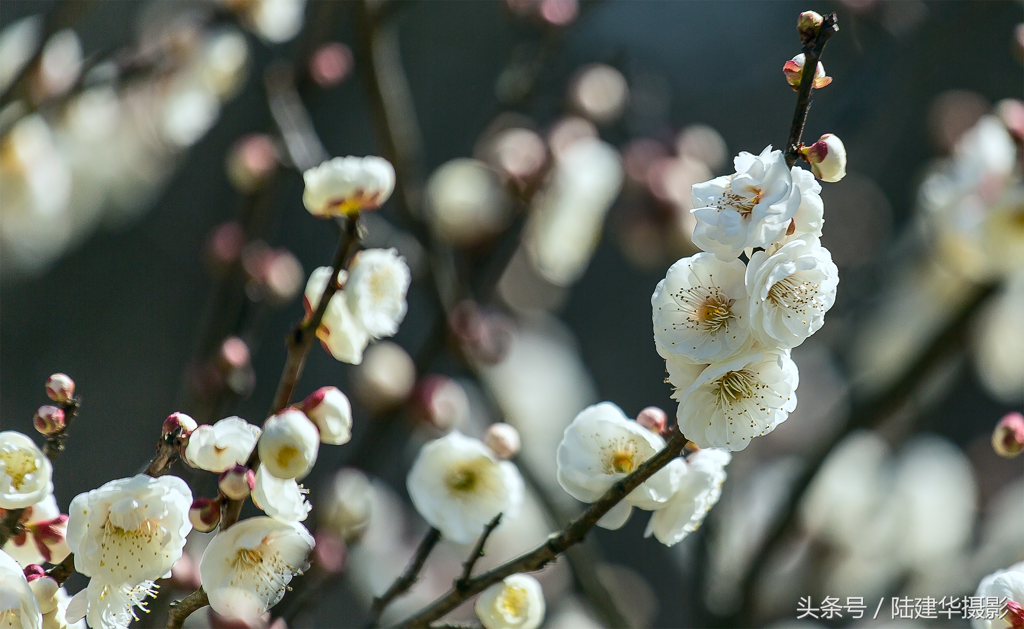 无锡梅园，春风十里不如你