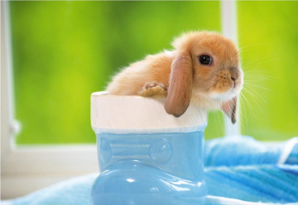 怎么养胆小的乌龟,怎么让兔子变得不胆小