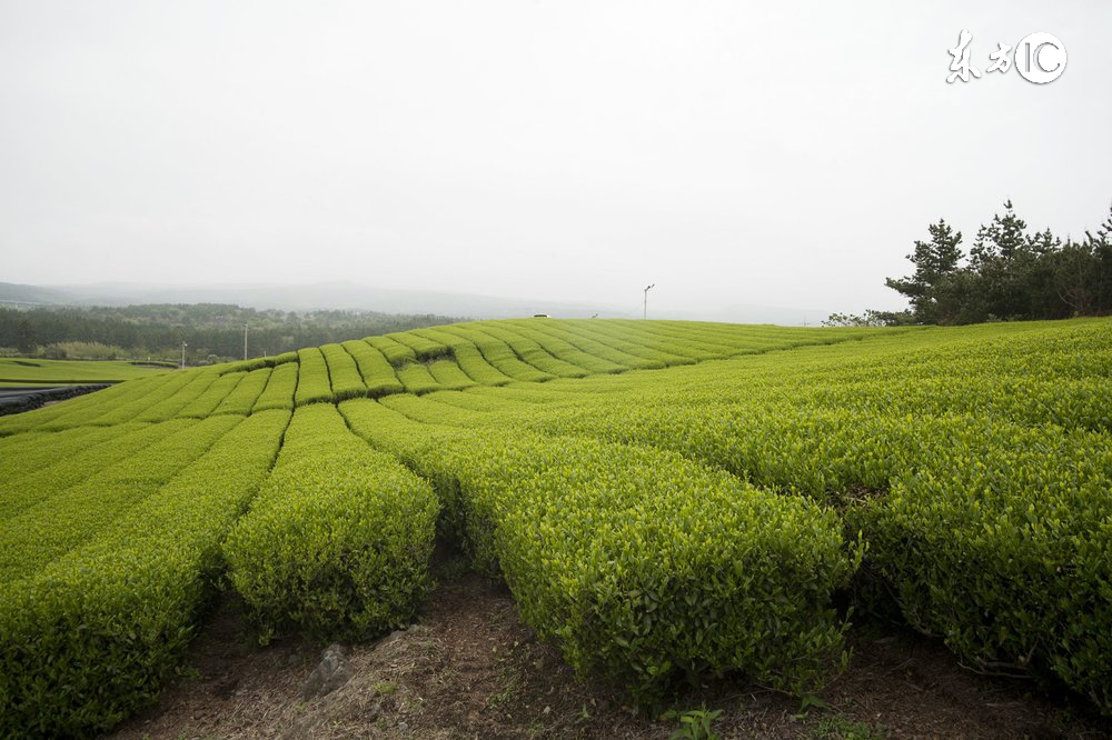 有合作社还可以办理家庭农场吗,有合作社可以申请家庭农场吗