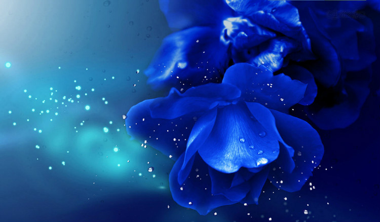 情人节送白玫瑰的花语和寓意,情人节玫瑰花花语大全