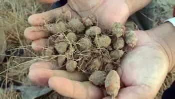 黑枸杞的习性,黑枸杞野生和养殖怎么区别