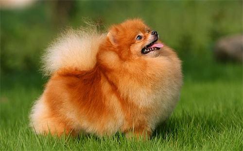 小博美拉稀还带点血怎么办,三个月博美便便总粘毛上咋办