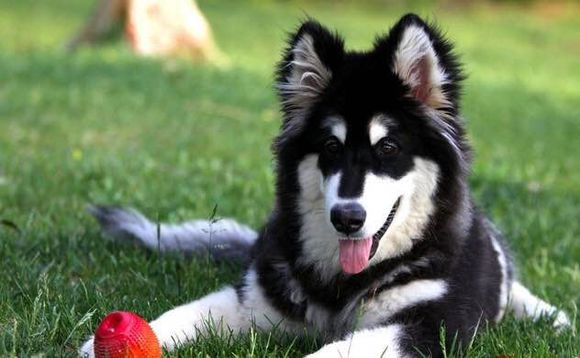 普遍的狗狗品种大全及图片,所有狗狗品种集合大全