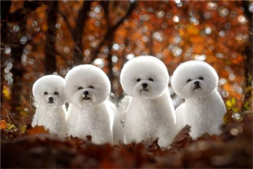 比熊摔了后腿无力,比熊一个后腿无力不敢着地