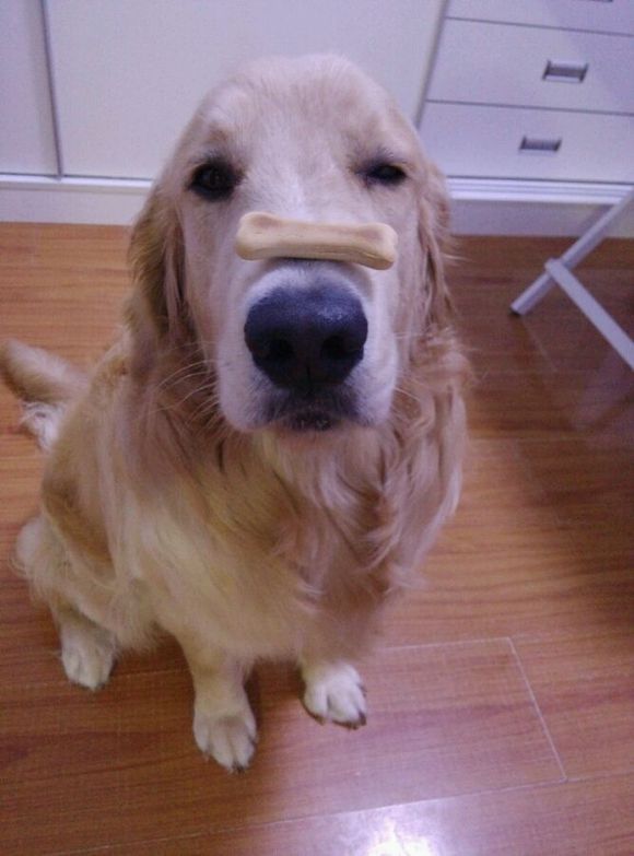 宠物腹泻科普知识,宠物腹泻是什么原因导致的