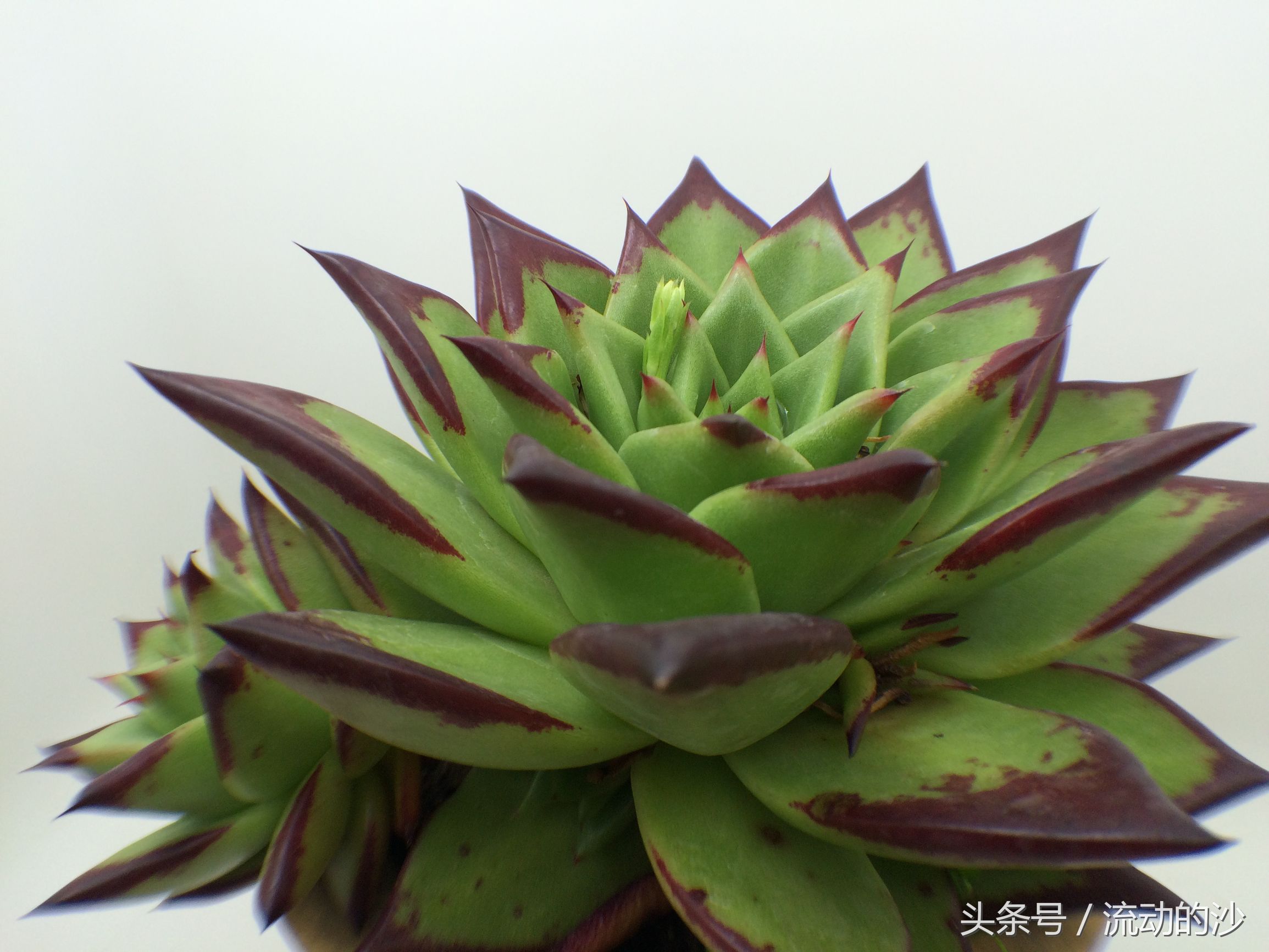 多肉植物乌木如何养,乌木多肉植物怎么养