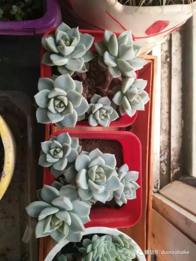养了20年的多肉植物,老肉友多肉植物