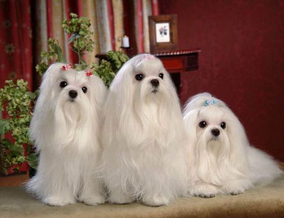 普遍的狗狗品种大全及图片,所有狗狗品种集合大全