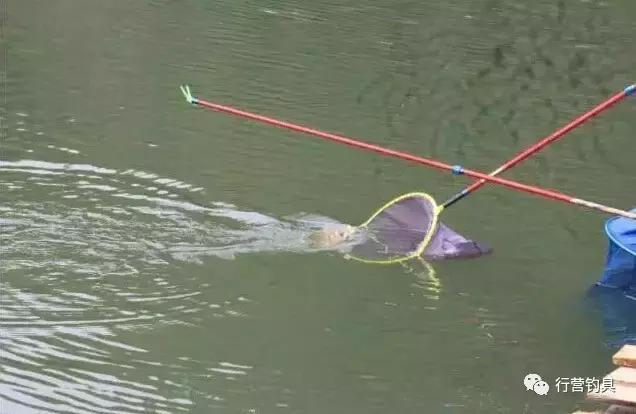 行营慈利X11战队新年开竿遇元宵佳节，信心满满霸气十足！