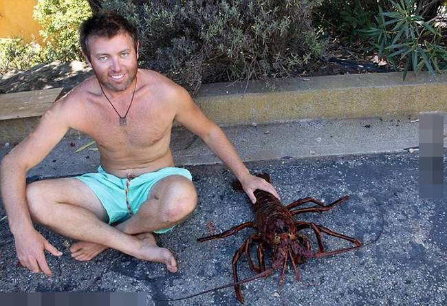 小龙虾和金毛犬,宠物巨型大龙虾