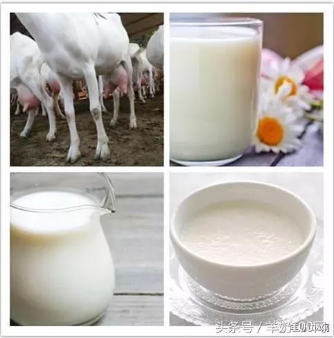 补充营养最好的羊奶科普,补钙奶粉推荐中老年牛奶还是羊奶