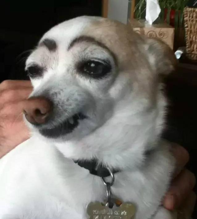 给狗狗画眉毛的视频,给狗狗画肖像笑得很开心