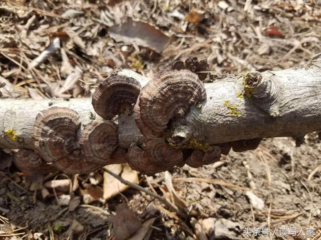 赵正禄专栏|春天外面阳光明媚,我就去徒步