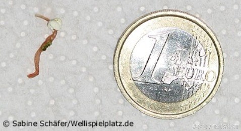 你的鹦鹉需要杀虫吗?